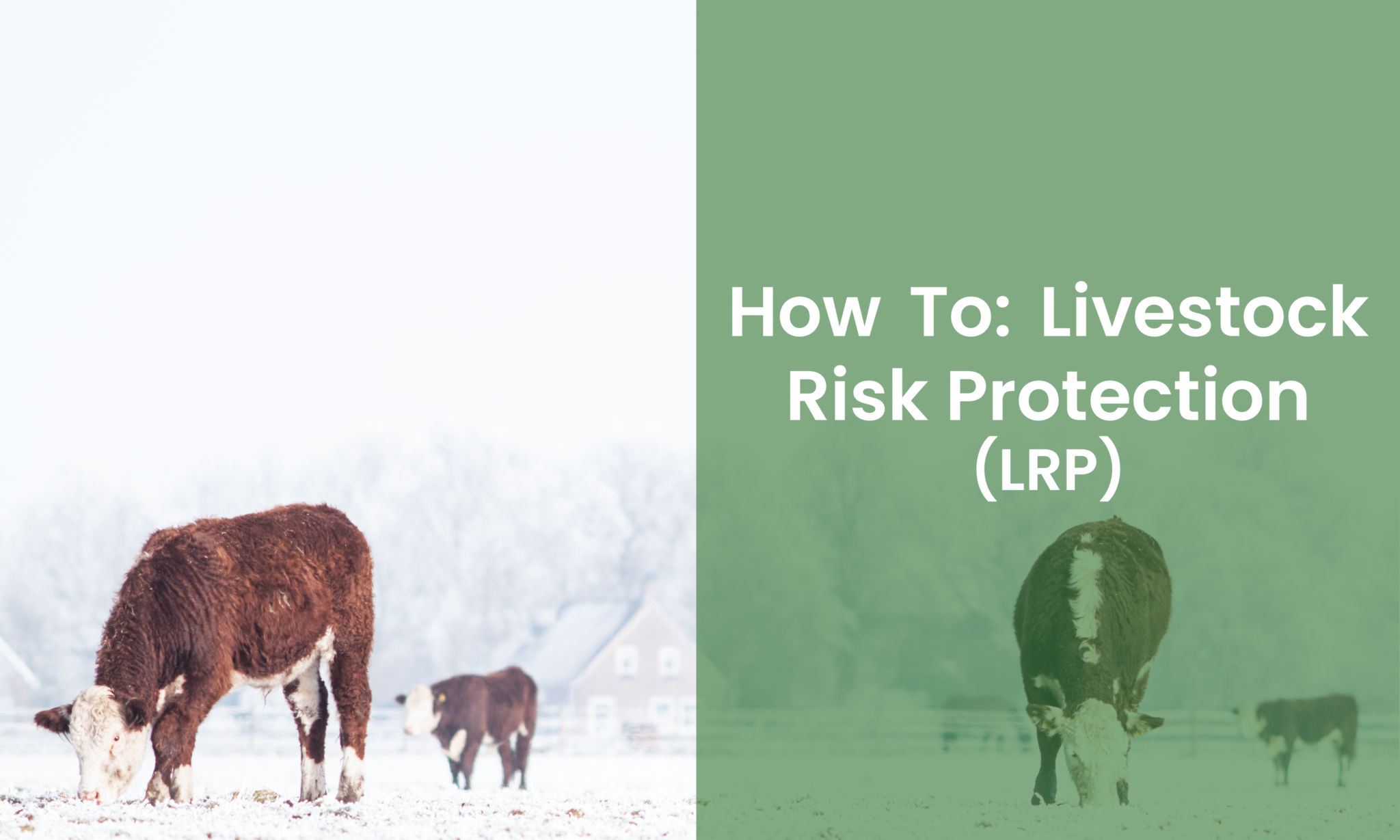 How To Livestock Risk Protection (LRP) AgRisk Advisors