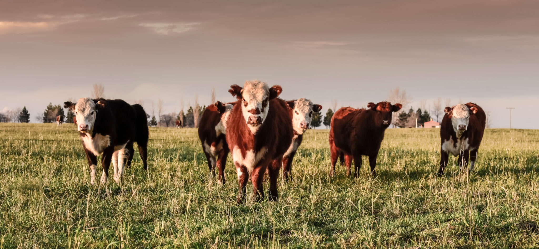 Fed Cattle Market Strategies